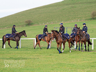 AK171122-14 - Paraded horses